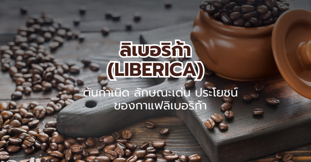 ลิเบอริก้า (Liberica) ต้นกำเนิด ลักษณะเด่นและประโยชน์ของกาแฟลิเบอริก้า