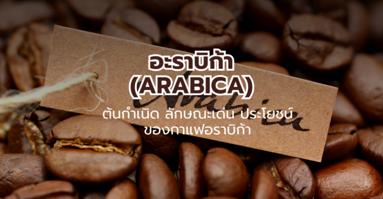 อะราบิก้า (Arabica) ต้นกำเนิด ลักษณะเด่นและประโยชน์ของกาแฟอราบิก้า