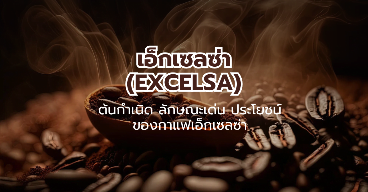 เอ็กเซลซ่า (Excelsa) ต้นกำเนิด ลักษณะเด่นและประโยชน์ของกาแฟเอ็กเซลซ่า