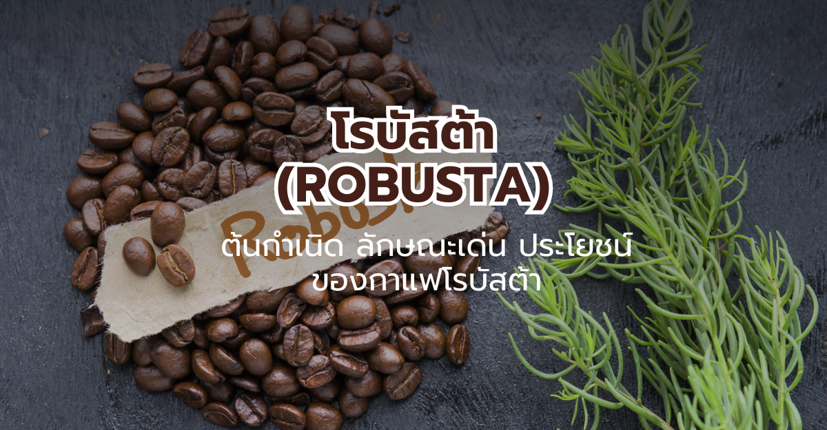 โรบัสต้า (Robusta) ต้นกำเนิด ลักษณะเด่นและประโยชน์ของกาแฟโรบัสต้า