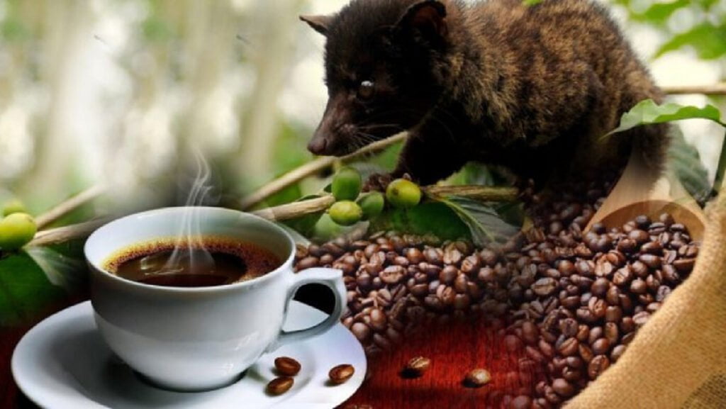 กาแฟขี้ชะมด-Kopi Luwak